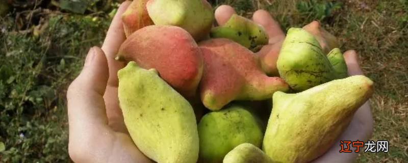 哪种蚜虫对人类有益