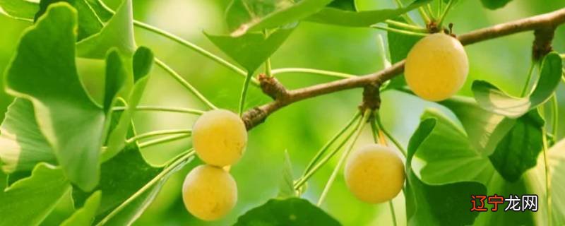 银杏果和开心果一样吗