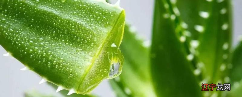 家里种的芦荟可以直接用吗