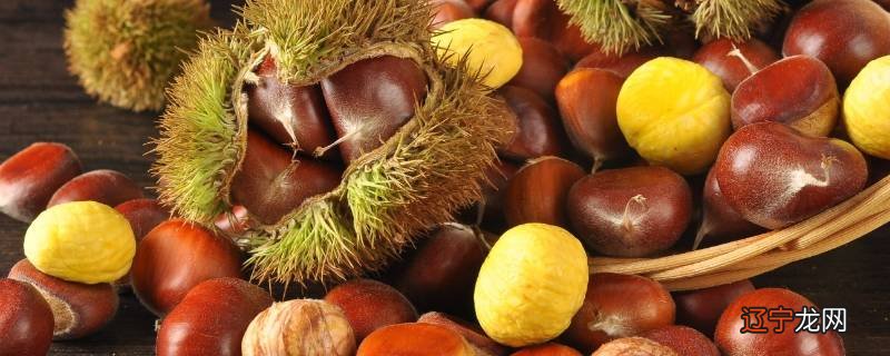 板栗季节
