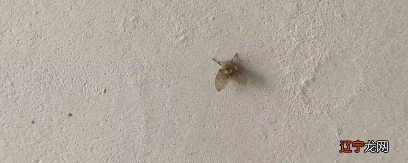 夏天水果上的小飞虫怎么处理