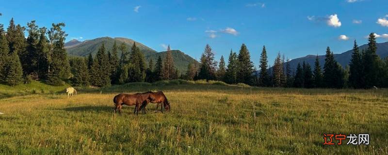 海麦斯新疆话是什么意思
