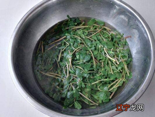新鲜马齿苋煮水方法