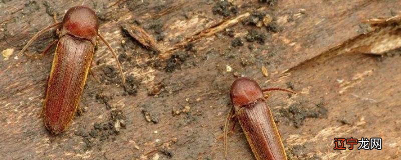 磕头虫怎么进屋了