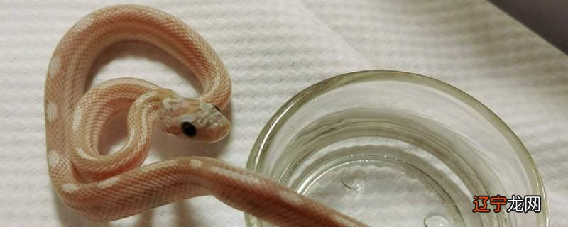 同心协力万事成是什么生肖