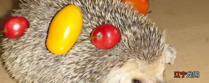 刺猬怎么繁殖后代