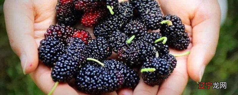 10斤桑葚可以下多少酒