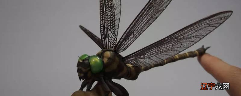 黑色的蜻蜓是什么品种