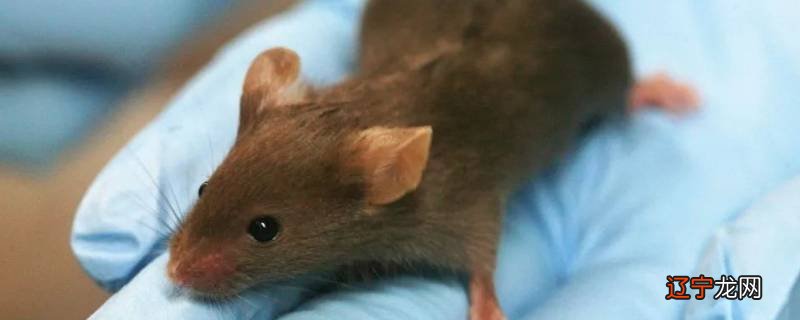 熬夜读书被拍醒是什么生肖