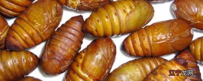 蝉蛹里面的黑心是什么