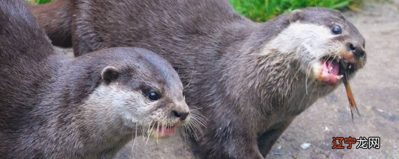 树懒和水獭有什么区别