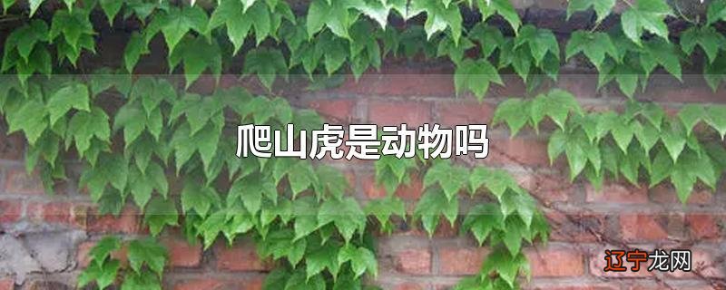 爬山虎是动物吗