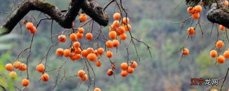 柿子是绿通产品吗