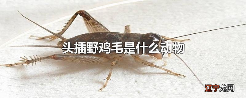 头插野鸡毛是什么动物