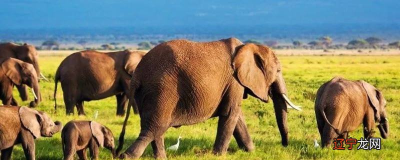 雄象为什么要离开象群