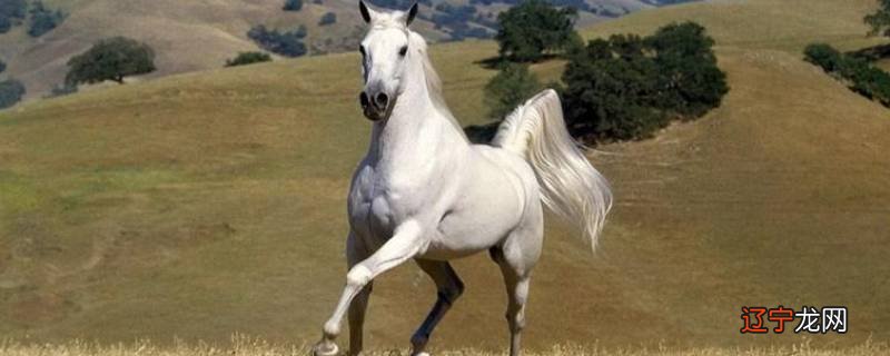 的卢妨主是什么意思