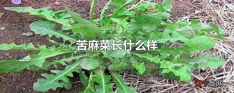 苦麻菜长什么样