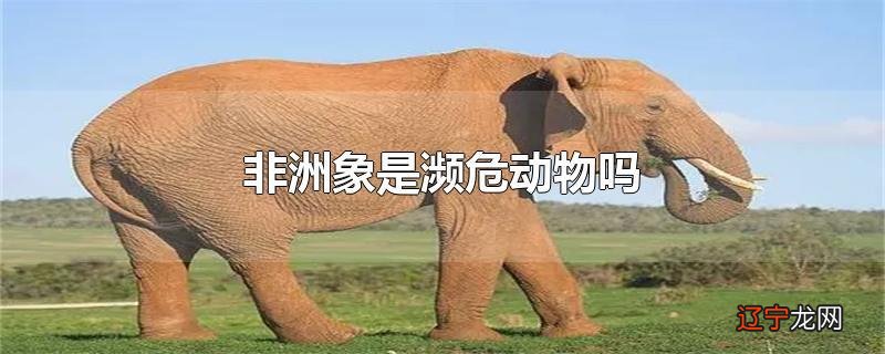 非洲象是濒危动物吗