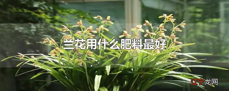 兰花用什么肥料最好