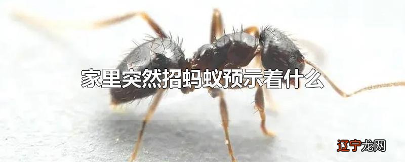 家里突然招蚂蚁预示着什么