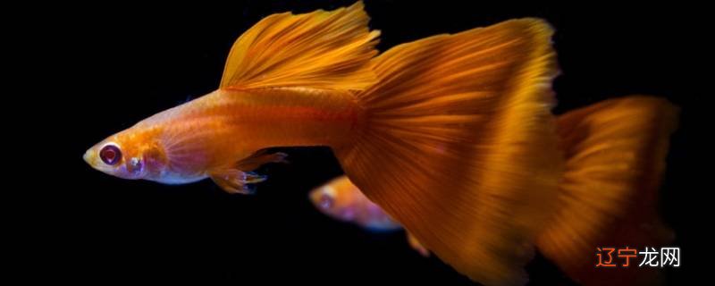 孔雀鱼的特点