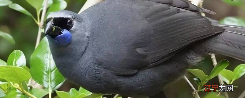 北岛垂耳鸦的特点