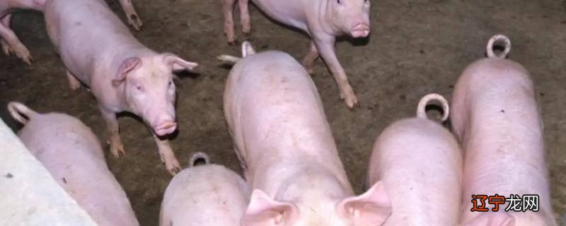 匠心独运是什么动物