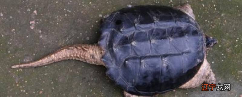 鳄龟的特点
