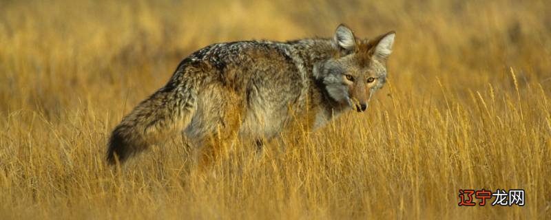 郊狼的特点