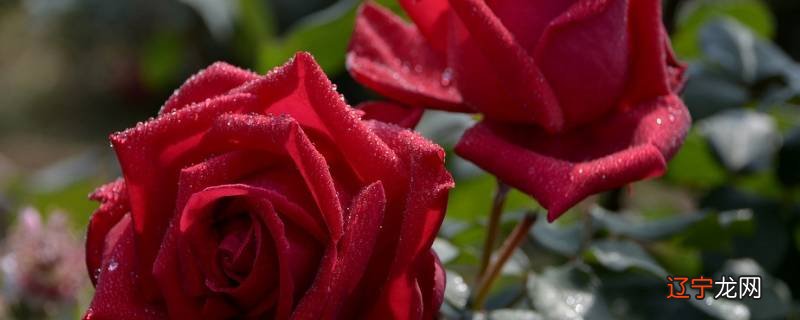 玫瑰花可以放冰箱保鲜吗