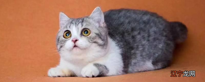 避免矮脚猫剧烈运动应该怎样做