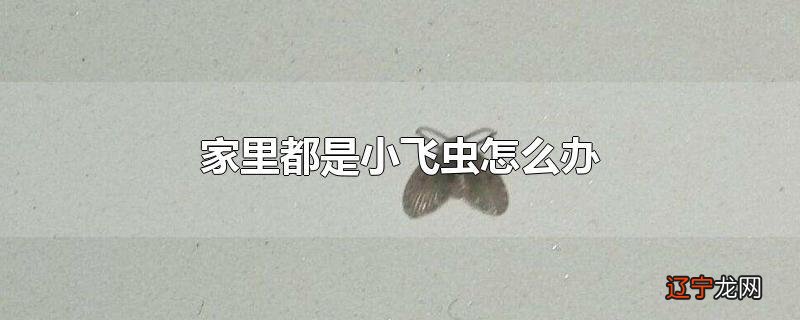家里都是小飞虫怎么办