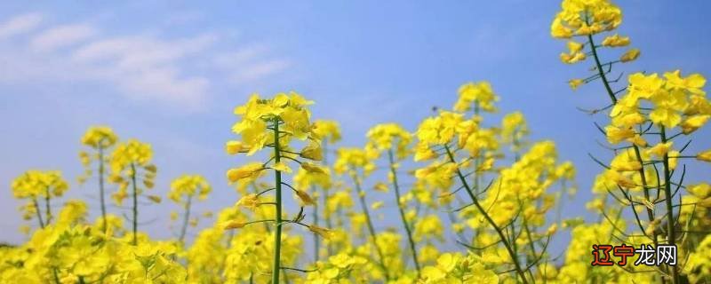 油菜花可以干什么用