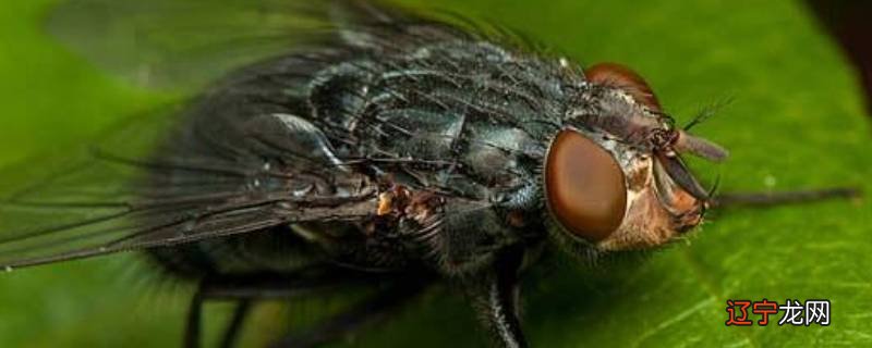 苍蝇喜欢吃什么