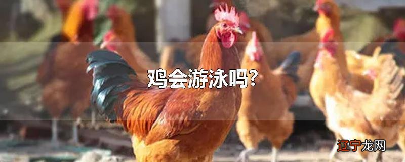 鸡会游泳吗?