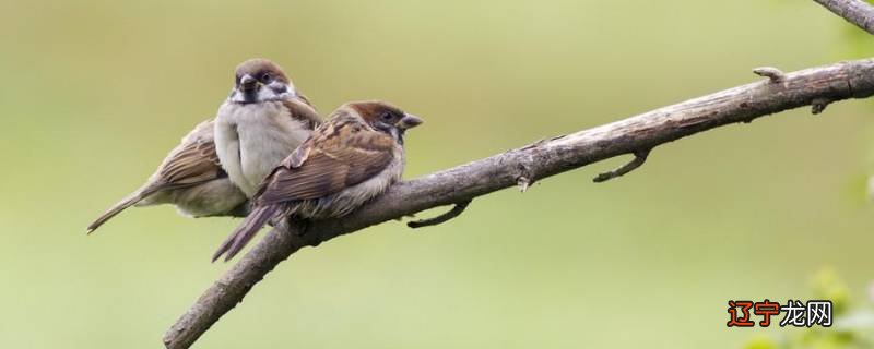 家雀国家几级保护动物