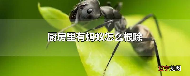 厨房里有蚂蚁怎么根除