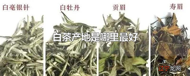 白茶产地是哪里最好