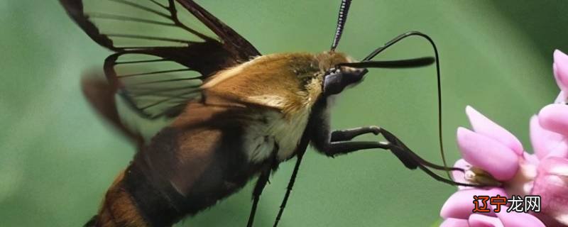 蚕变成蛾子后怎么分公母