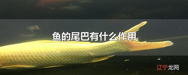 鱼的尾巴有什么作用