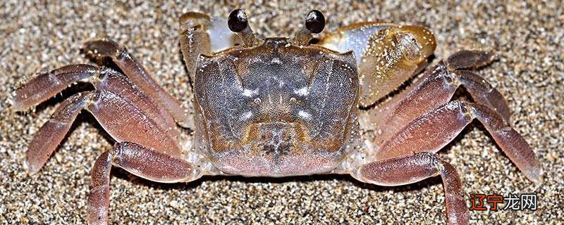 沙滩上打孔的什么蟹