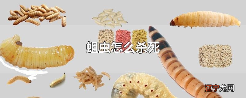 蛆虫怎么杀死