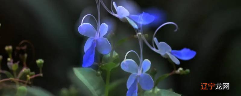 蓝蝴蝶花怎么打顶