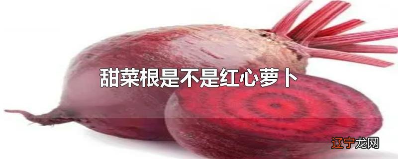 甜菜根是不是红心萝卜