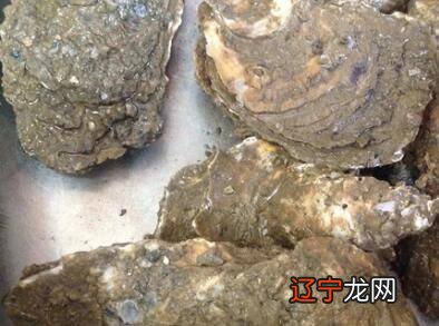 生蚝买回来怎么处理