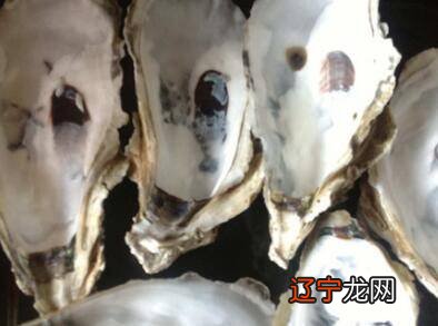 生蚝买回来怎么处理