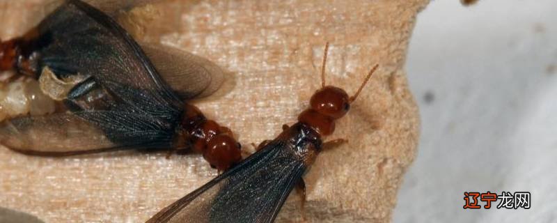 大水蚁会咬人吗