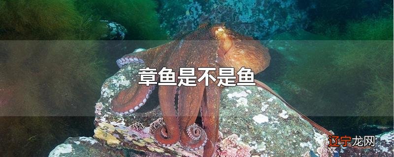章鱼是不是鱼