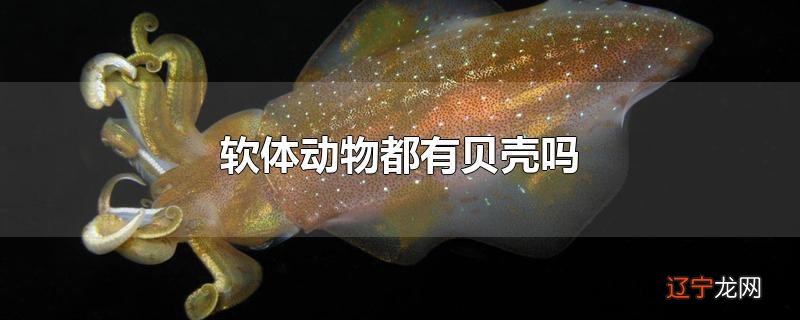 软体动物都有贝壳吗