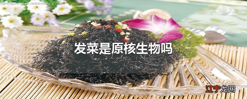 发菜是原核生物吗